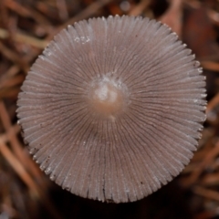 Unidentified Cap on a stem; gills below cap [mushrooms or mushroom-like] at ANBG - 12 May 2024 by TimL