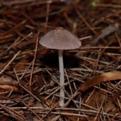 Coprinellus etc. at ANBG - 12 May 2024 11:34 AM