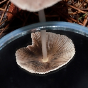 Coprinellus etc. at ANBG - 12 May 2024