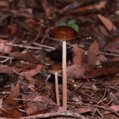 Unidentified Cap on a stem; gills below cap [mushrooms or mushroom-like] at Acton, ACT - 12 May 2024 by TimL