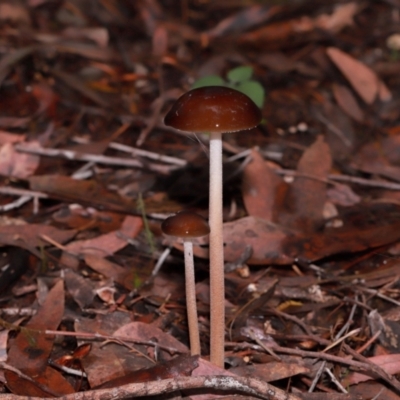 Unidentified Cap on a stem; gills below cap [mushrooms or mushroom-like] at ANBG - 12 May 2024 by TimL