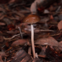 Oudemansiella gigaspora group at ANBG - 12 May 2024