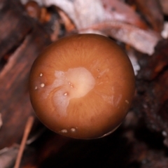 Oudemansiella gigaspora group at ANBG - 12 May 2024