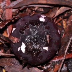 Unidentified Cap on a stem; gills below cap [mushrooms or mushroom-like] at ANBG - 12 May 2024 by TimL