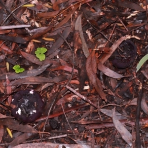 Russula sp. at ANBG - 12 May 2024