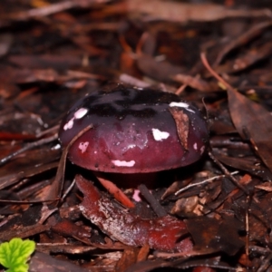 Russula sp. at ANBG - 12 May 2024