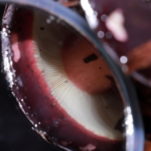 Russula sp. at ANBG - 12 May 2024