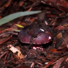 Russula sp. at ANBG - 12 May 2024