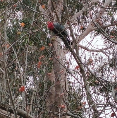 Callocephalon fimbriatum (Gang-gang Cockatoo) at suppressed - 14 May 2024 by KateU