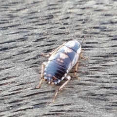 Johnrehnia australiae (Rehn's Cockroach) at Rugosa - 13 May 2024 by SenexRugosus