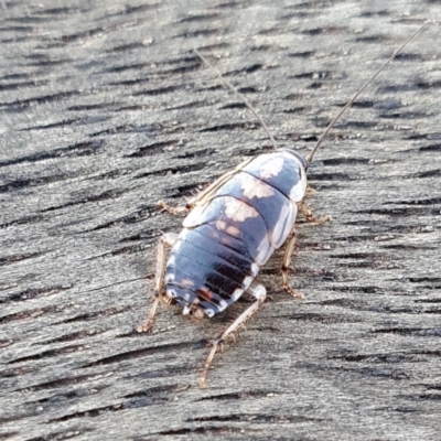 Johnrehnia australiae (Rehn's Cockroach) at Yass River, NSW - 13 May 2024 by SenexRugosus