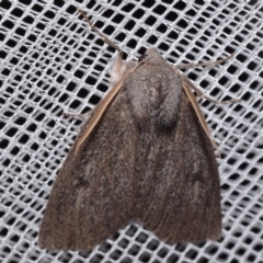 Paralaea ochrosoma (Fuscous Crest-moth) at Jerrabomberra, NSW - 14 May 2024 by DianneClarke