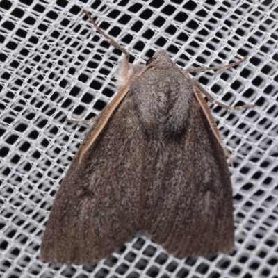 Paralaea ochrosoma (Fuscous Crest-moth) at Jerrabomberra, NSW - 14 May 2024 by DianneClarke