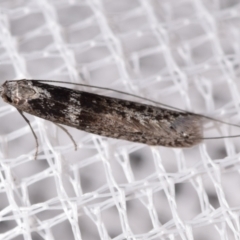 Ceromitia iolampra (A Fairy moth) at QPRC LGA - 14 May 2024 by DianneClarke