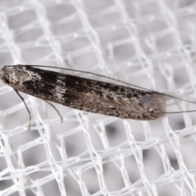 Ceromitia iolampra (A Fairy moth) at suppressed - 14 May 2024 by DianneClarke