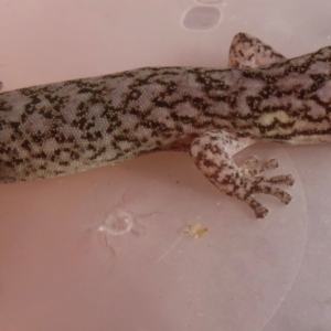 Christinus marmoratus (Southern Marbled Gecko) at Narrabundah, ACT by RobParnell