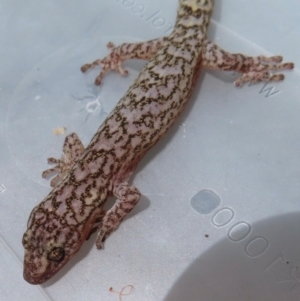 Christinus marmoratus at Narrabundah, ACT - 3 May 2024