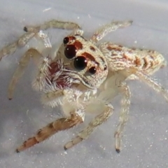 Opisthoncus grassator (Jumping spider) at Narrabundah, ACT - 14 May 2024 by RobParnell