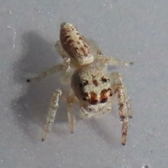 Opisthoncus grassator at Narrabundah, ACT - 14 May 2024