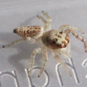 Opisthoncus grassator at Narrabundah, ACT - 14 May 2024