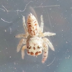 Opisthoncus grassator at Narrabundah, ACT - 14 May 2024