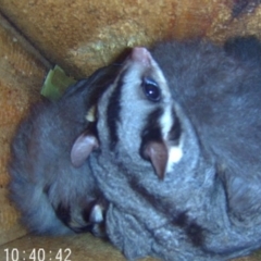 Petaurus norfolcensis (Squirrel Glider) at Albury - 10 May 2024 by AlburyCityEnviros