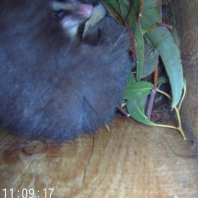 Petaurus norfolcensis (Squirrel Glider) at Thurgoona, NSW - 10 May 2024 by AlburyCityEnviros