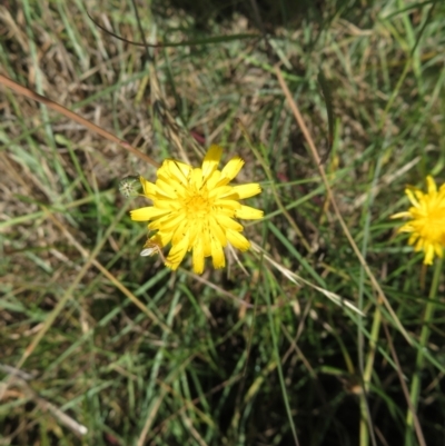 Runcinia acuminata (Pointy Crab Spider) at Saint Mark's Grassland, Barton - 12 Feb 2024 by julbell1