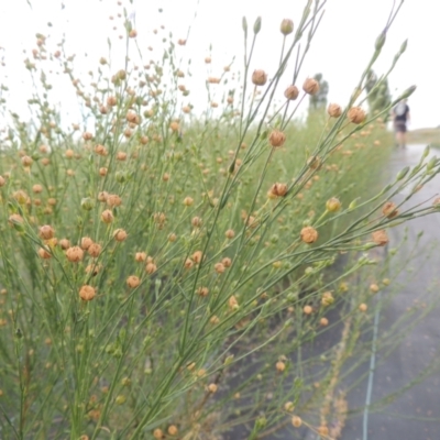 Linum marginale (Native Flax) at Hume, ACT - 18 Dec 2023 by michaelb