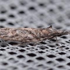 Acmosara (genus) (A Tortricid moth (Tortricinae)) at suppressed - 14 May 2024 by DianneClarke