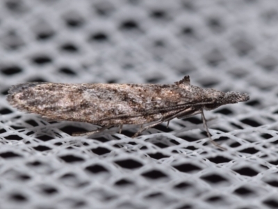 Acmosara (genus) (A Tortricid moth (Tortricinae)) at QPRC LGA - 14 May 2024 by DianneClarke