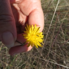 Dasytinae (subfamily) (Soft-winged flower beetle) at Saint Marks Grassland - Barton ACT - 11 Feb 2024 by julbell1