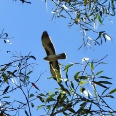 Hieraaetus morphnoides (Little Eagle) at Sutton Street Crown Reserve Berrima - 14 May 2024 by GlossyGal