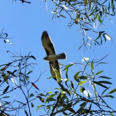 Hieraaetus morphnoides (Little Eagle) at Wingecarribee Local Government Area - 14 May 2024 by GlossyGal