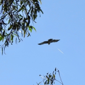 Hieraaetus morphnoides at Wingecarribee Local Government Area - suppressed