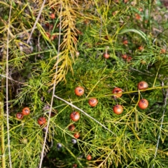 Asparagus officinalis (Asparagus) at Hackett, ACT - 15 May 2024 by abread111