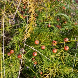 Asparagus officinalis at Mount Ainslie - 15 May 2024 12:49 PM