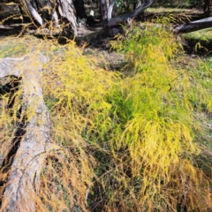 Asparagus officinalis at Mount Ainslie - 15 May 2024