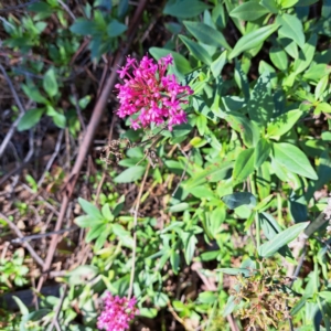 Centranthus ruber (Red Valerian, Kiss-me-quick, Jupiter's Beard) at Hackett, ACT by abread111