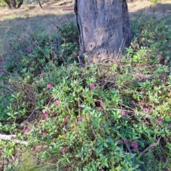 Centranthus ruber at Mount Majura - 15 May 2024 12:56 PM