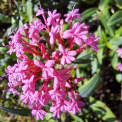 Centranthus ruber at Mount Majura - 15 May 2024