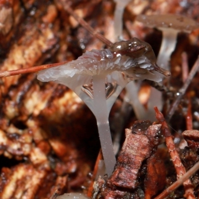 Unidentified Cap on a stem; gills below cap [mushrooms or mushroom-like] at ANBG - 12 May 2024 by TimL