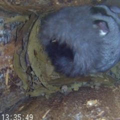 Petaurus norfolcensis (Squirrel Glider) at Thurgoona, NSW - 10 May 2024 by AlburyCityEnviros