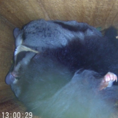 Petaurus norfolcensis (Squirrel Glider) at Thurgoona, NSW - 10 May 2024 by AlburyCityEnviros