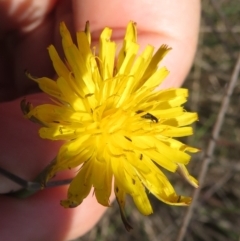 Dasytinae (subfamily) (Soft-winged flower beetle) at Saint Marks Grassland - Barton ACT - 6 Mar 2024 by julbell1
