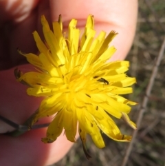 Dasytinae (subfamily) (Soft-winged flower beetle) at St Marks Grassland (SMN) - 6 Mar 2024 by julbell1