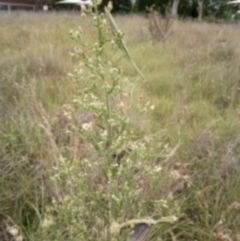 Acrida conica (Giant green slantface) at St Marks Grassland (SMN) - 6 Mar 2024 by julbell1