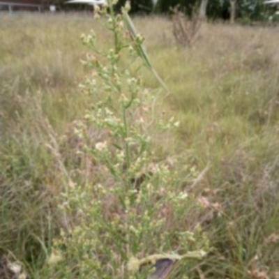 Acrida conica (Giant green slantface) at St Marks Grassland (SMN) - 6 Mar 2024 by julbell1