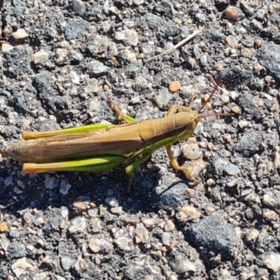Bermius brachycerus (A grasshopper) at Molonglo, ACT - 15 May 2024 by WalkYonder