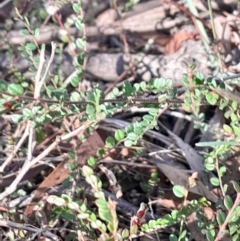 Bossiaea buxifolia (Matted Bossiaea) at Hackett, ACT - 15 May 2024 by Venture